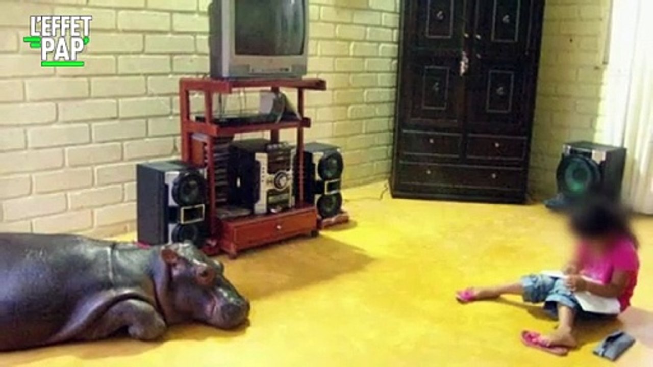 Bêtes & curiosités : Histoires insolites du règne animal !