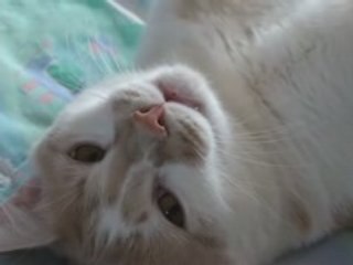 Minou-chat qui sert de cobaye