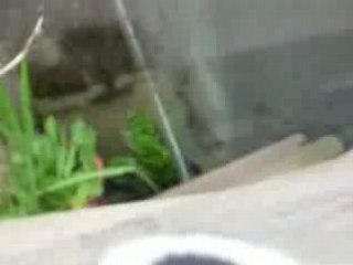 Minette et P'tit minou