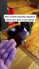 Funny Animal Videos - Best Animal Videos Of The Month