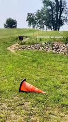 What's wrong with the donkey haha😂😂😂