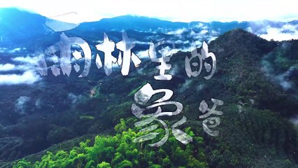 Exhibition of 2024 ISVC Outstanding Works《lephant Rescuers in the Rainforest》