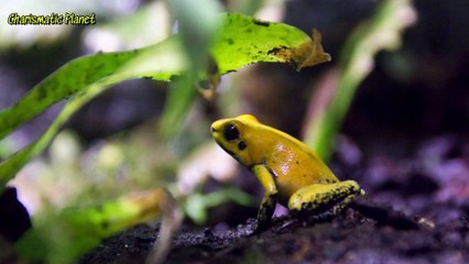 Golden Poison Frog