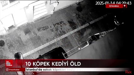 İstanbul'da sokak köpekleri kediyi parçaladı