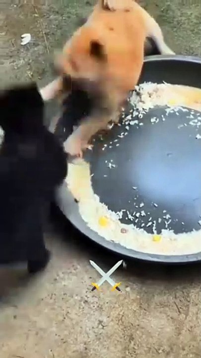 Der Kampf um den goldenen Reisbecher...