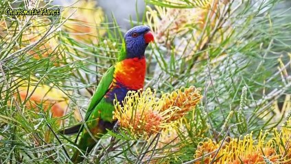Rainbow lorikeet size habitats life span and all other facts