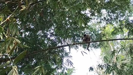 দিল্লীত কেন্দ্ৰীয়ভাৱে আয়োজিত গণৰাজ্য দিৱলৈ নিমন্ত্ৰণ বাৰেকুৰিৰ দিপ্লৱ চুতীয়াক ৷  দীৰ্ঘদিনৰ পৰা বাৰেকুৰিৰ হলৌ বান্দৰৰ লগতে পৰিবেশ সংৰক্ষণৰ ক্ষেত্ৰত সজাগতাৰ স’তে জড়িত দিপ্লৱ।