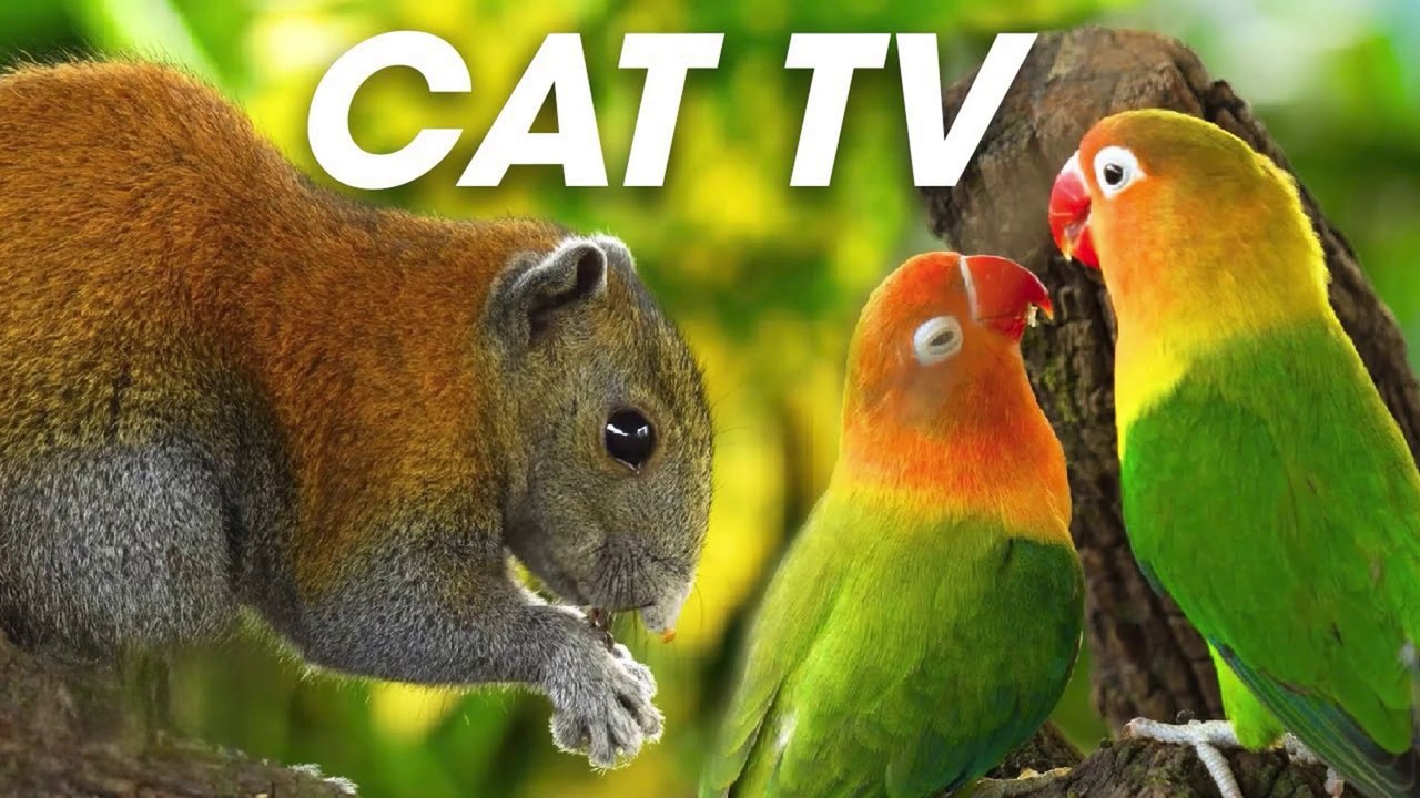Videos For Cats To Watch - Colorful Squirrels And Birds Fun For Cats To Watch