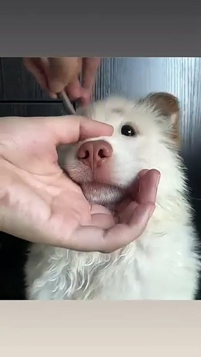 The other day, I told my mom that the dog had eyebrows with eyeliner and pink cheeks and she didn't believe it😀