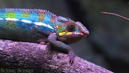 Jungle Wildlife 4K - Animals That Call The Jungle Home ｜ Rainforest ｜ Scenic Relaxation Film