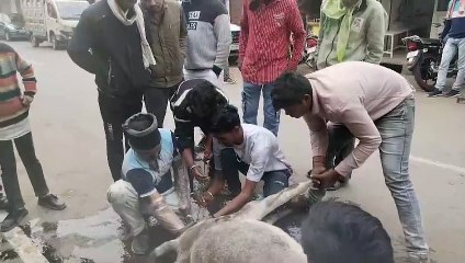 प्रसव पीड़ा के दौरान तड़प रही गाय के लिए फरिश्ता बने गौसेवक,गाय और उसके बछड़े को दिया जीवनदान