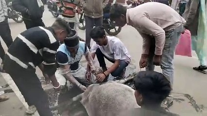 प्रसव पीड़ा के दौरान तड़प रही गाय के लिए फरिश्ता बने गौसेवक,गाय और उसके बछड़े को दिया जीवनदान