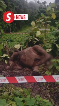 Carcass of found decapitated endangered elephant near Maliau Basin