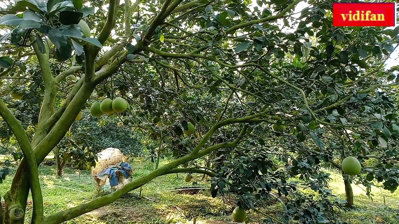 pomelo garden