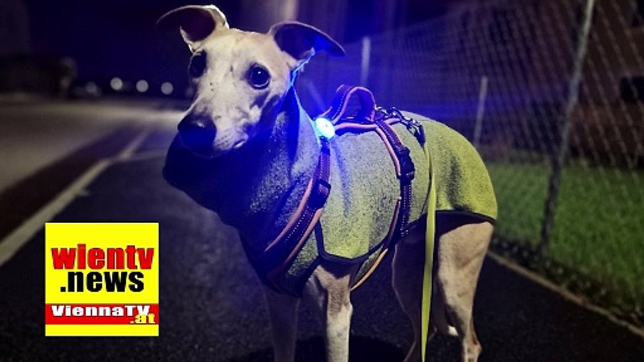 Tierschutz Warum Sichtbarkeit bei Tieren im Winter so wichtig ist