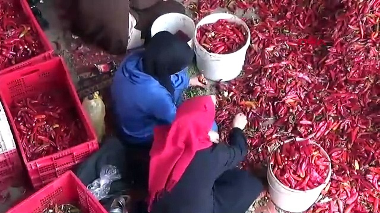 GAZİANTEP’ten 50 ülkeye, 50 milyon dolarlık pul biber ihracatı (VİDEO EKLENDİ)