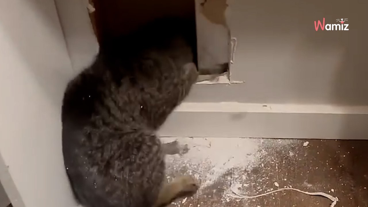 Ruidos misteriosos detrás de la pared: la mujer derriba el muro y no puede creer lo que ve