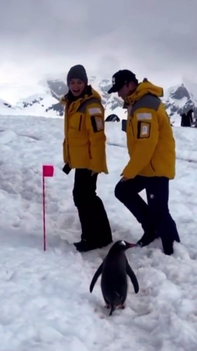 A Polite Penguin Patiently Waits for Humans to Move Out of the Way