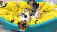 To najsłodsze, co dziś zobaczysz: kiedy nie ma kociej mamy, małpka Susie opiekuje się kociętami (video)