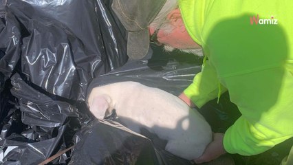 El equipo de limpieza encuentra una bolsa llena de peluches en la basura: rápidamente se dan cuenta de su terrible error