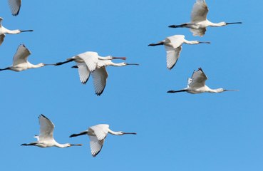 Birds have chats as they migrate