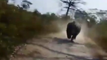 Nashorn jagt Safaritruck voller Touristen