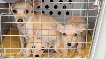 Il travaille au milieu d'un champ : son cœur s'emballe quand il se rend compte qu'il n'est pas tout seul (vidéo)