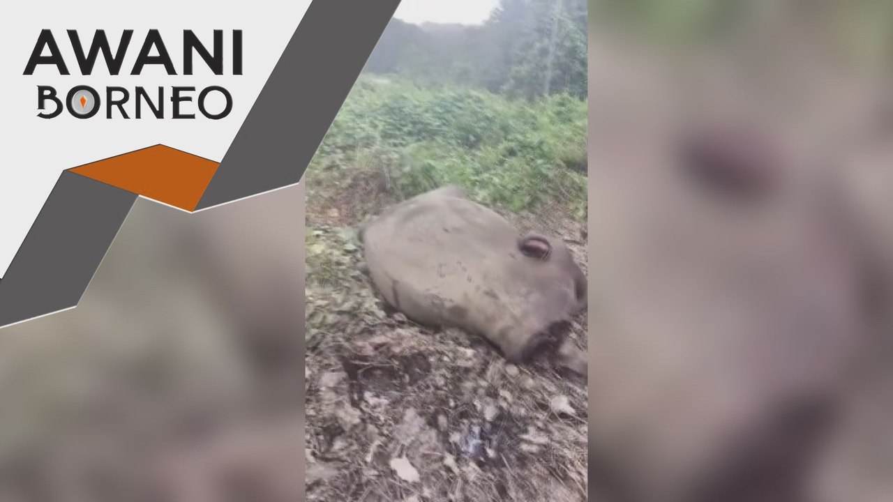 JHL Sabah sahkan penemuan bangkai gajah tanpa kepala dan kaki