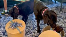 Lonely Labrador Opens Box To Discover New Puppy Best Friend | Happily TV