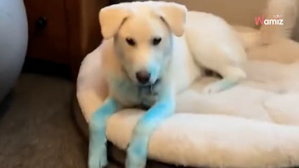 Il prépare sa Gender Reveal : son chien gâche accidentellement la fête (et c’est très drôle)