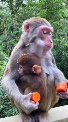 Monkies life (English)