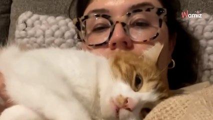Le chat errant s'approche de la fenêtre avec une idée en tête : 2 ans plus tard son rêve devient réalité (vidéo)