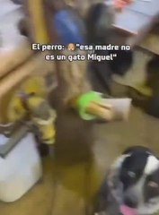 La expresiva cara de un perro al darse cuenta de que su nuevo compañero felino no es precisamente un gato