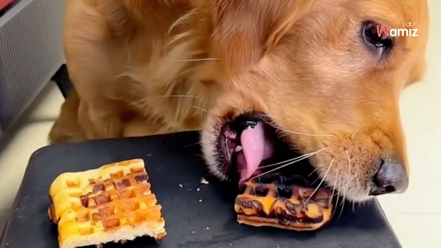 Welpe kann sich Waffel aussuchen: Bei seiner Entscheidung muss wirklich jeder lachen