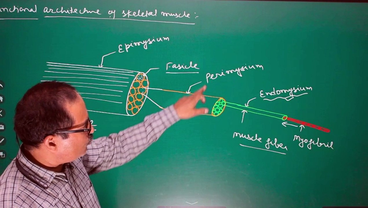 Functional architechure of skeletal muscles