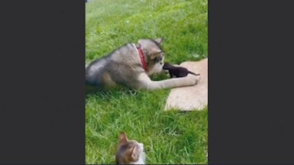 Madre gata le presenta a su cachorro a un husky pero no estaba preparada para lo que sucedería