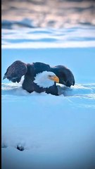 Eagle, eagle flying in snow. Snow