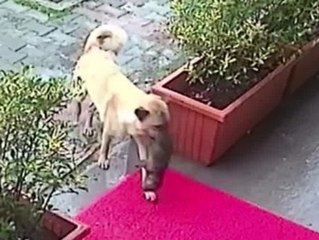 Herzerwärmend: Hundemutter bringt Welpen zum Tierarzt