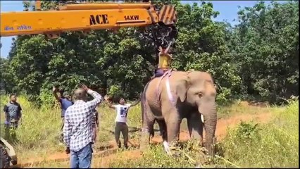 जंगली हाथी आखिर क्यों शहर और गांव की ओर कर रहे रुख, समझें हाथी के व्यवहार परिवर्तन को!