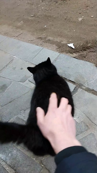 Gatto  nero