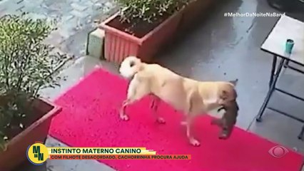 Cachorra deixa filhote ferido na porta de clínica veterinária | Melhor da Noite