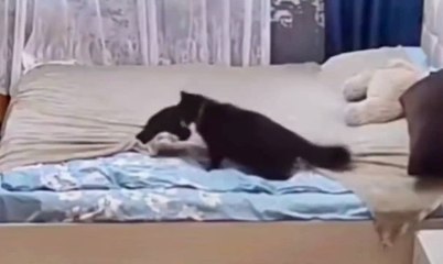 Surrealista lo que hace esta gata al ver la cama de sus dueños desordenada