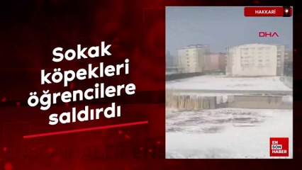 Hakkari Yüksekova'da sokak köpeklerinin öğrencilere saldırısı