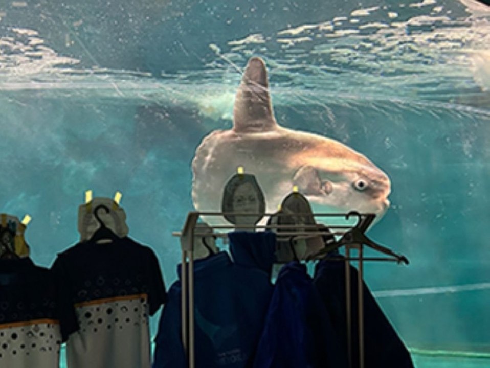 Pappmenschen im Aquarium helfen Fisch gegen Einsamkeit