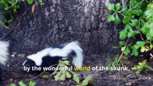 Fun Skunk Facts, Discover the Surprising World of Skunks!