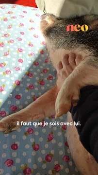 « On crée des liens uniques comme je n’ai jamais pu créer avec d’autres animaux. » Sabrina a un cochon de compagnie ! Elle nous a raconté la vie qu’elle partage avec cet animal hors-normes. 🐷🏠