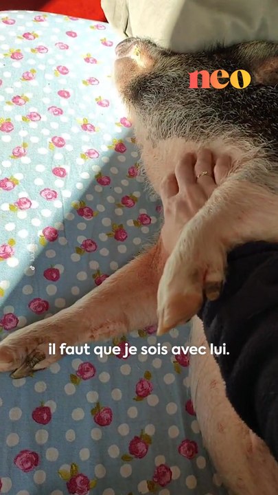 « On crée des liens uniques comme je n’ai jamais pu créer avec d’autres animaux. » Sabrina a un cochon de compagnie ! Elle nous a raconté la vie qu’elle partage avec cet animal hors-normes. 🐷🏠