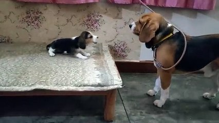 Deep conversation between father & daughter _ Leo & Lilly _Leo The Beagle