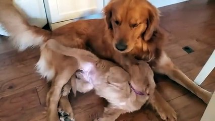 Golden Retriever Dad Tells Daughter Playtime is Over