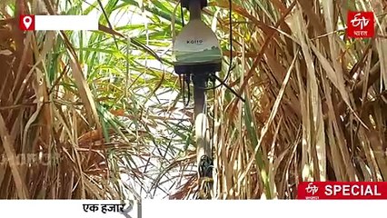 देशातील पहिला प्रयोग! एआयच्या माध्यमातून करण्यात आली उसाची शेती; काय आहेत फायदे ?